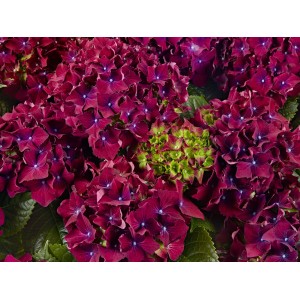Гортензия Hydrangea Royal Red Lila